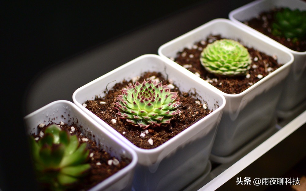 LED种植机体验:黑科技光谱养花,家里的多肉有救了