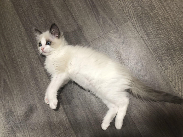 猫咪体外除虫会不会在家里,给猫咪洗澡能杀死跳蚤吗