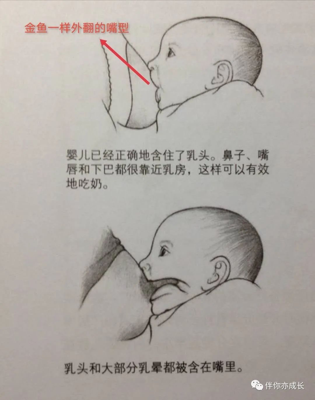 喂奶姿势和衔乳姿势的注意点