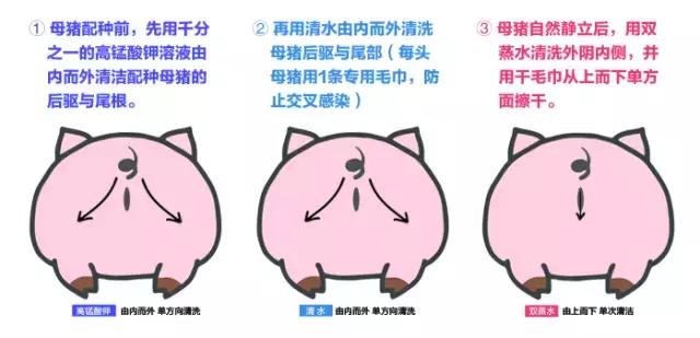 母猪深部输精一天输精几次为最佳,深部输精的正确操作