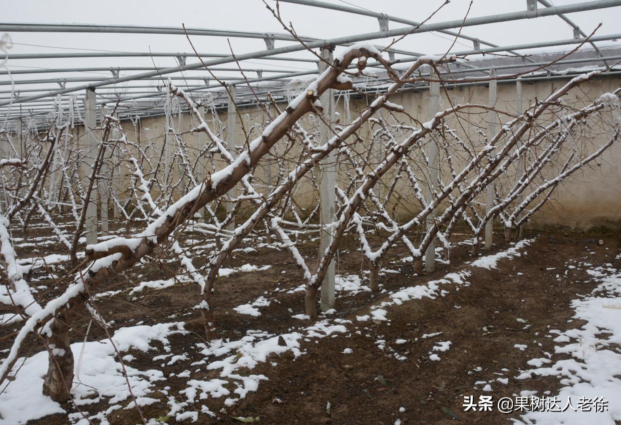 桃树长枝修剪视频,桃树长枝修剪方法