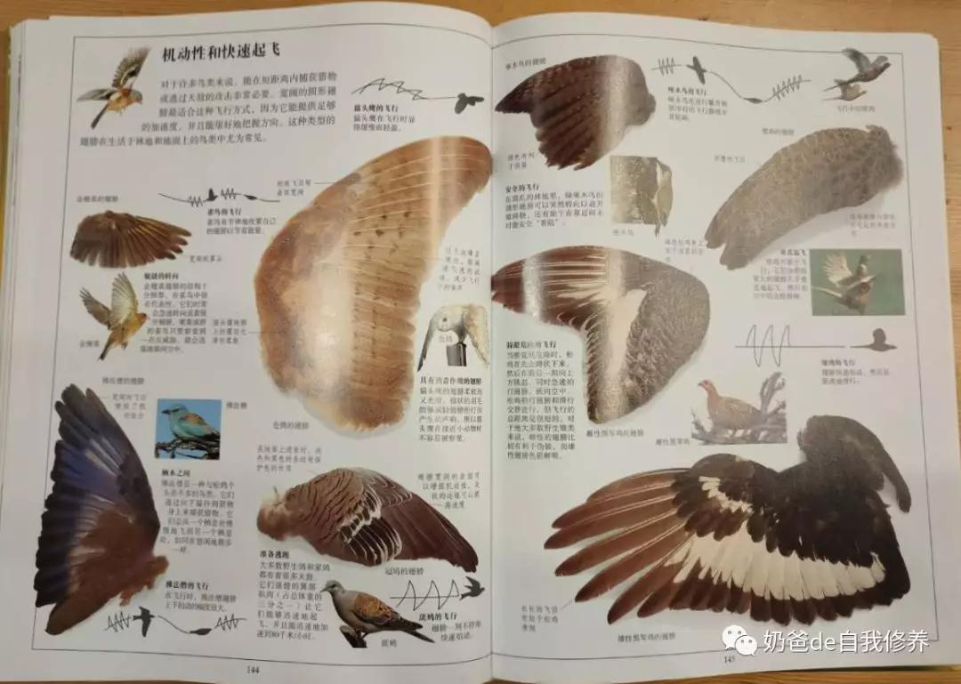 关于动物有趣的书小学生,关于动物好看的书有哪些