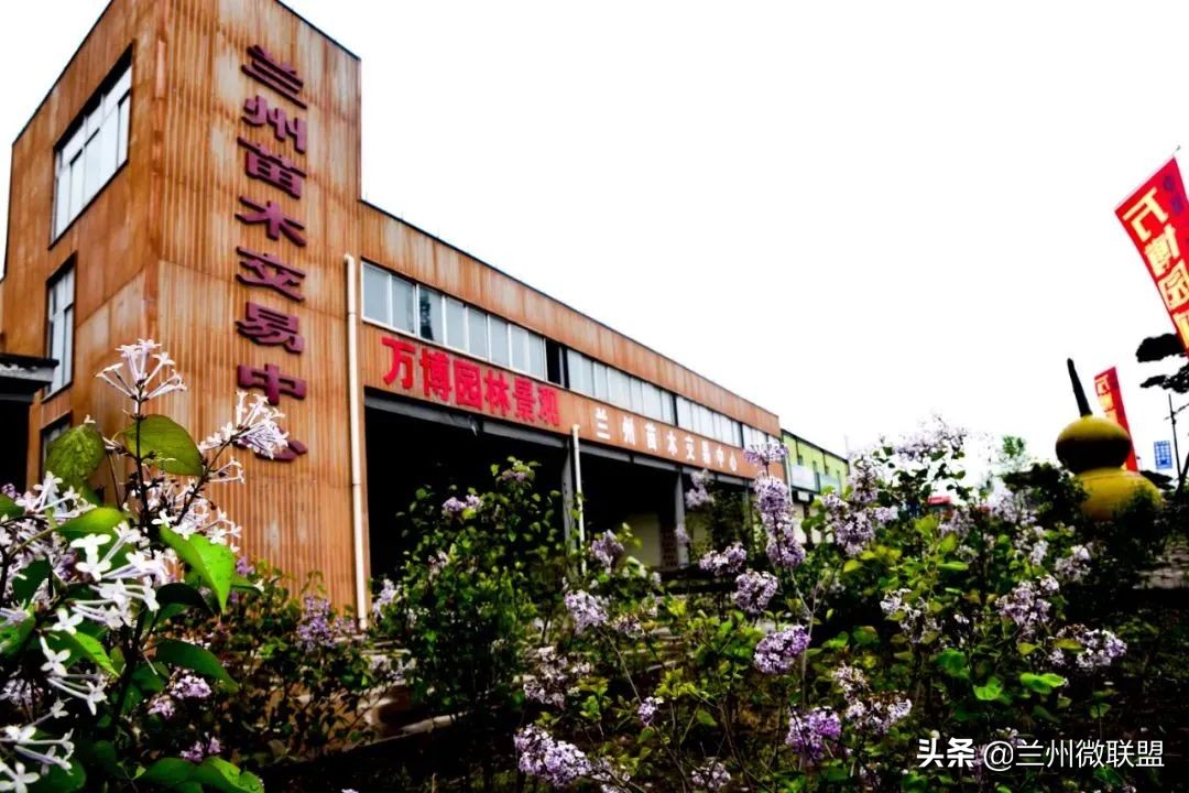 杏林湖黑天鹅,五一假期观光兰州