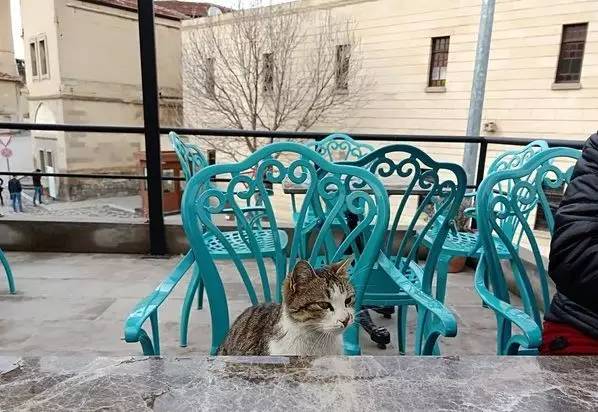 土耳其是爱猫之国吗,土耳其爱猫之城是哪里