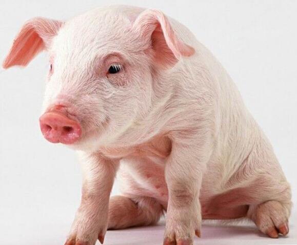 小猪拉稀用土霉素可以吗,小猪拉稀土霉素加诺氟沙星