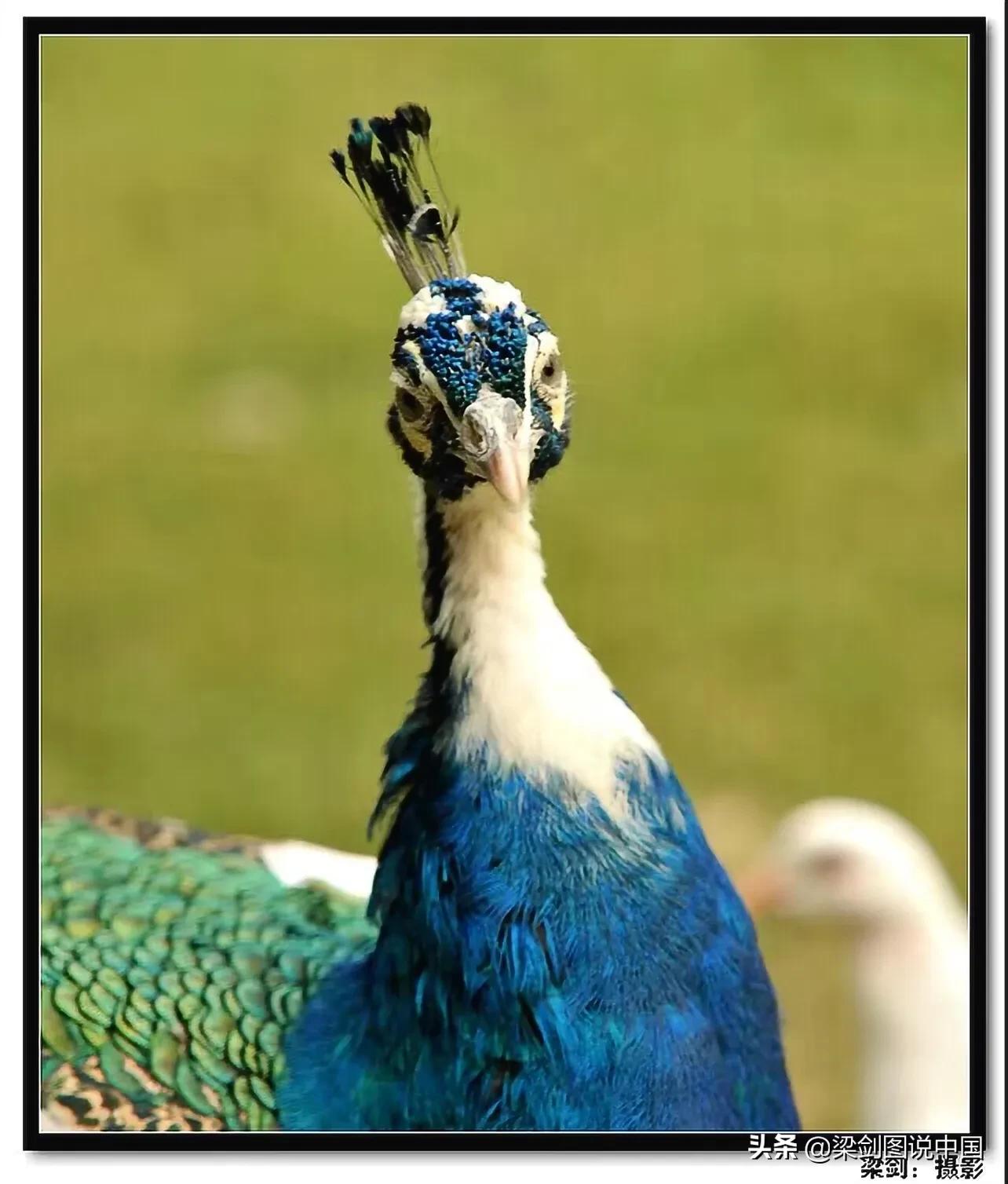 禁止野生动物保护环境人人有责,保护生态环境禁止野生动物上餐桌