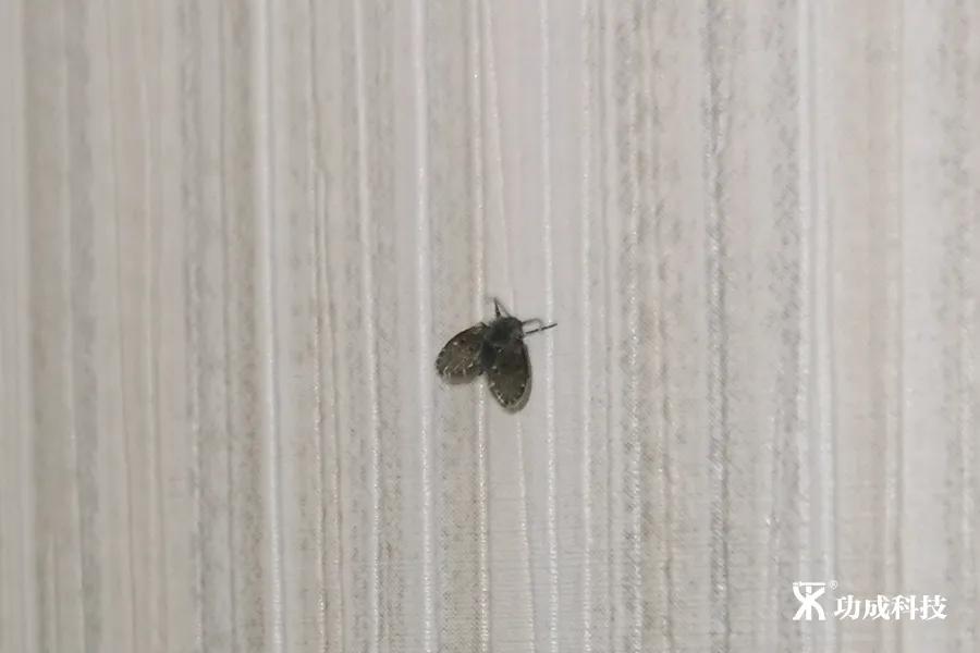 卫生间小虫子蛾蠓怎么来的,卫生间有小虫蛾蚋怎么治