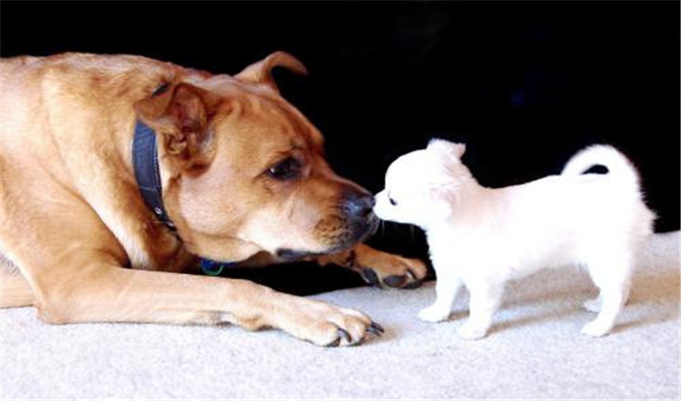 狗妈妈生了几天为什么总刨地,狗妈妈生了小狗要注意什么