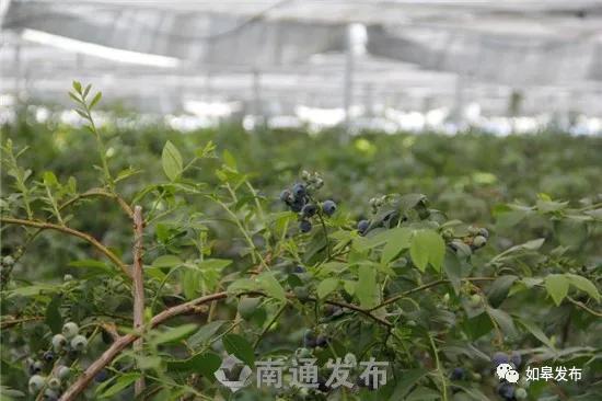 乡村振兴看如皋|“如宝”带货！如皋一批特色农产品成“网红”～