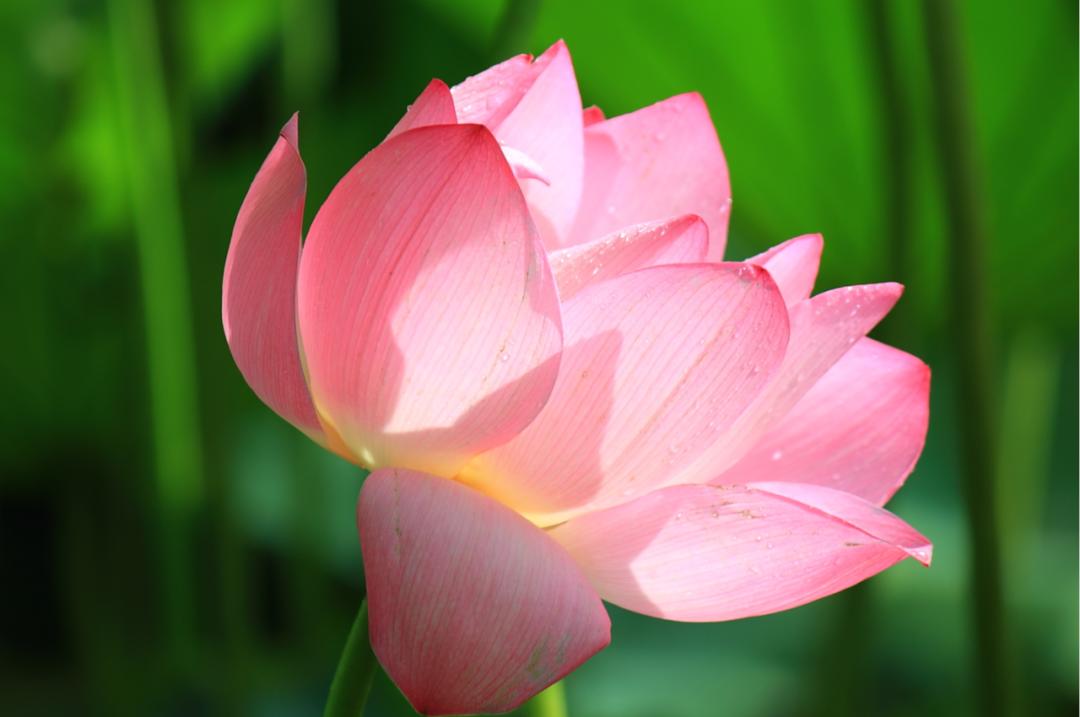 10句描写荷花的经典古诗词,描写荷花的古诗句20首