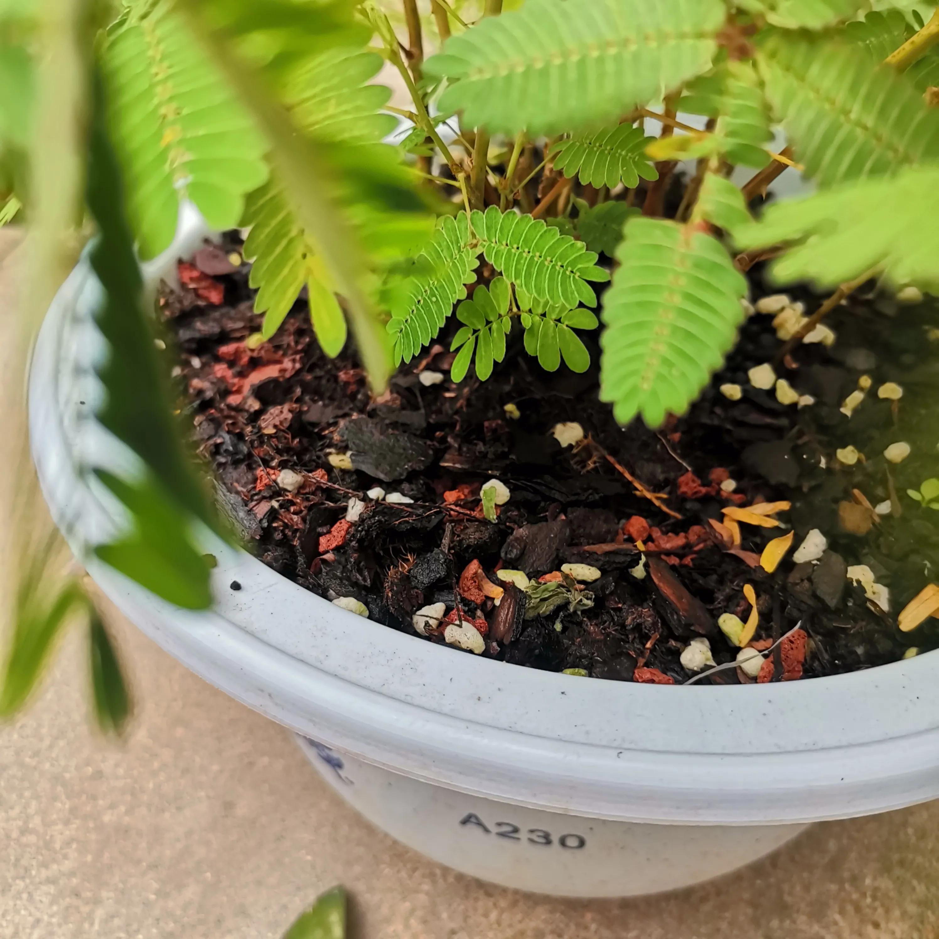 种花用椰糠土好还是用营养土好,种花选择哪种营养土好