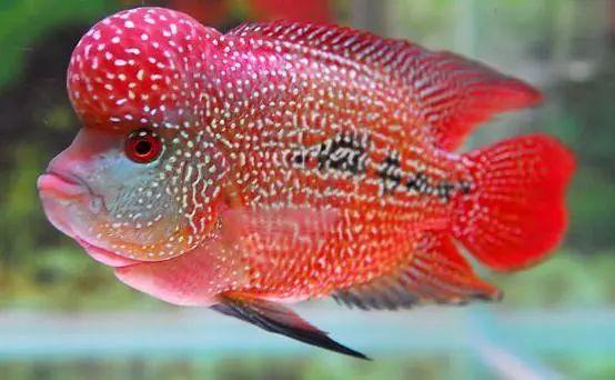 罗汉鱼苗是不是罗汉鱼,罗汉鱼苗需要什么样的水质