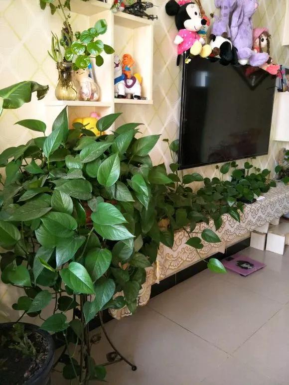 绿萝养护技巧和注意事项,绿萝的叶子怎么养护才能又肥又大