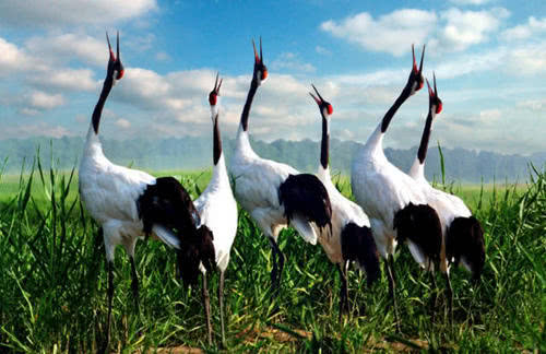 为啥叫驾鹤西去不叫驾龙西去,人去世为什么叫驾鹤西去