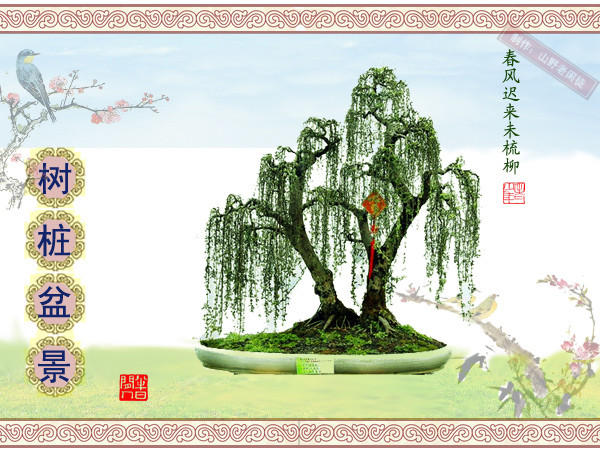 鏍戞々鐩嗘櫙楂樻竻鍥剧墖,姒旀鐩嗘櫙鏍戞々