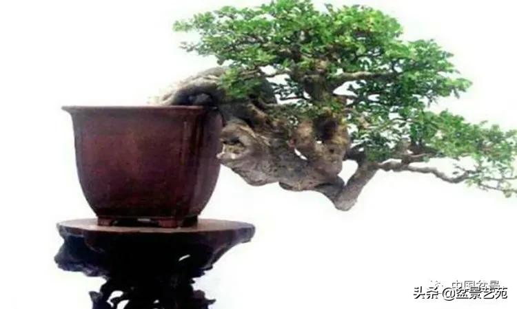 金银花盆景的修剪方法,盆景的修剪知识与技法