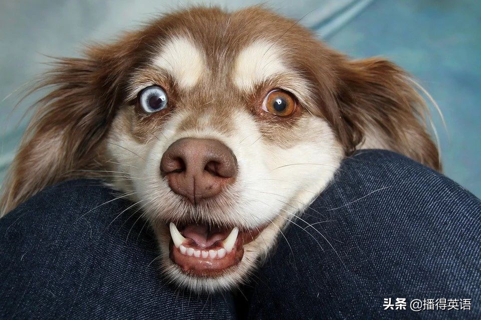 ilovedog,ilovedog缈昏瘧