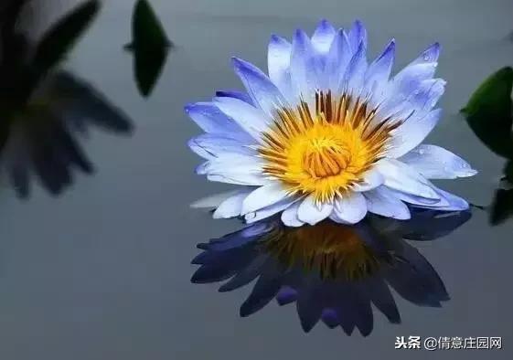 名贵植物排行榜前十名,名贵树种排名