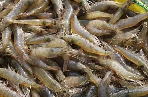 钓鱼五年都没钓上过石斑鱼？用鲜虾这样钓，下竿就上大石斑