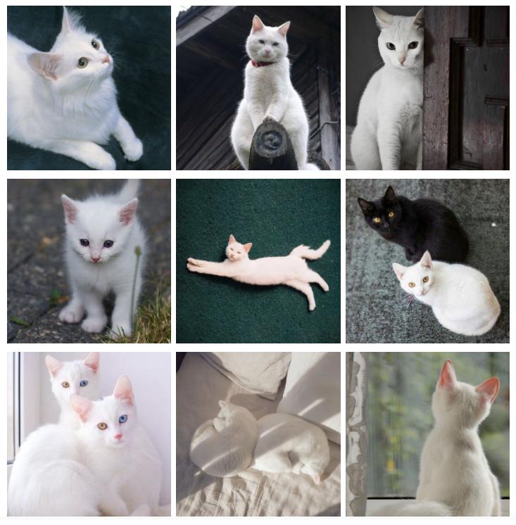 中华田园橘白猫脾气好吗,中华田园白猫配什么猫