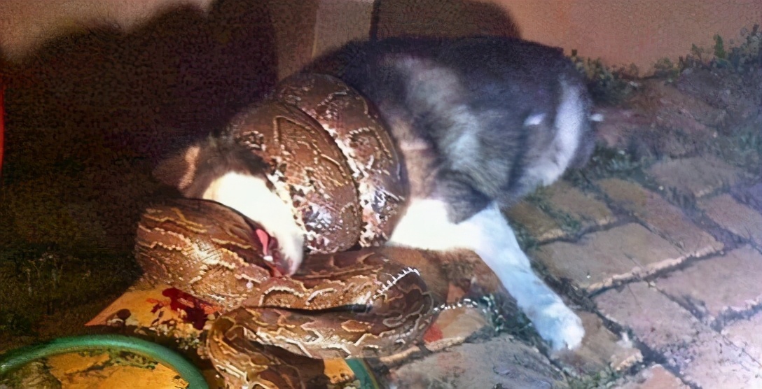 蟒蛇吞到大鹅,蟒蛇吞了一只鹅