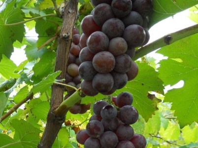 夏黑葡萄如何管理,夏黑葡萄如何上色