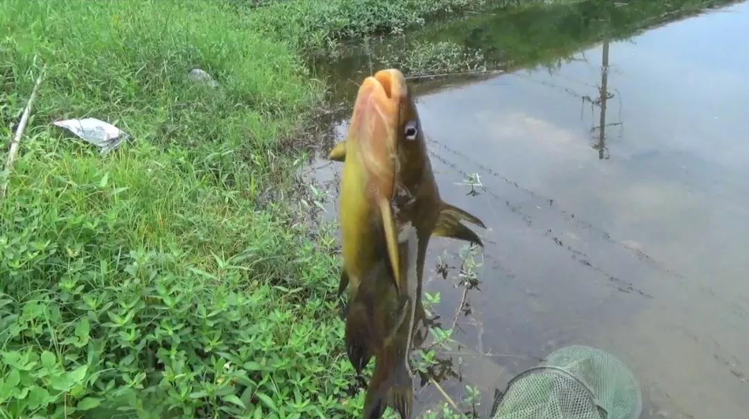 这6种“伤人鱼”是最伤人的,很多钓友被刺过,钓到要注意了