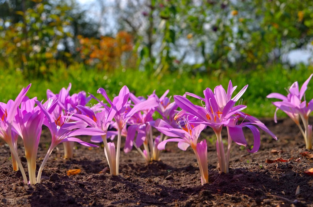 每个十一月生日对应的生日花,365天每天代表生日的花有哪些