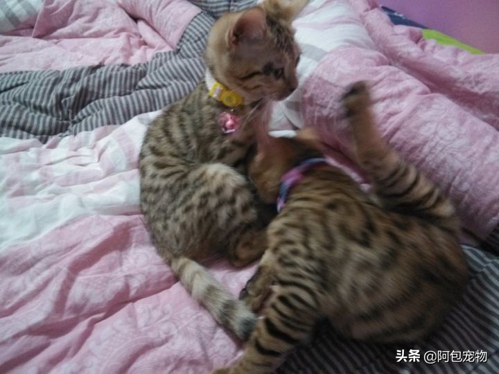 怎样才能彻底治愈猫癣呢,怎样才能彻底治愈猫癣