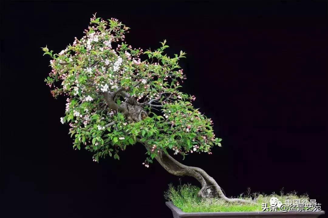 天生好养的36种盆景植物,什么植物盆景适合屋内养