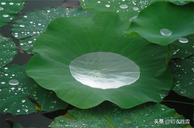 关于荷叶的三首古诗,关于荷叶荷花的古诗有哪些