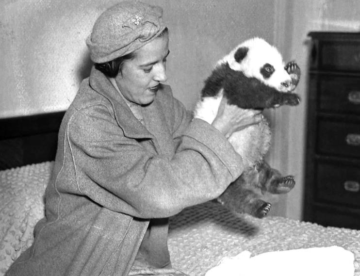 我国被偷的大熊猫,外国人偷大熊猫有多疯狂