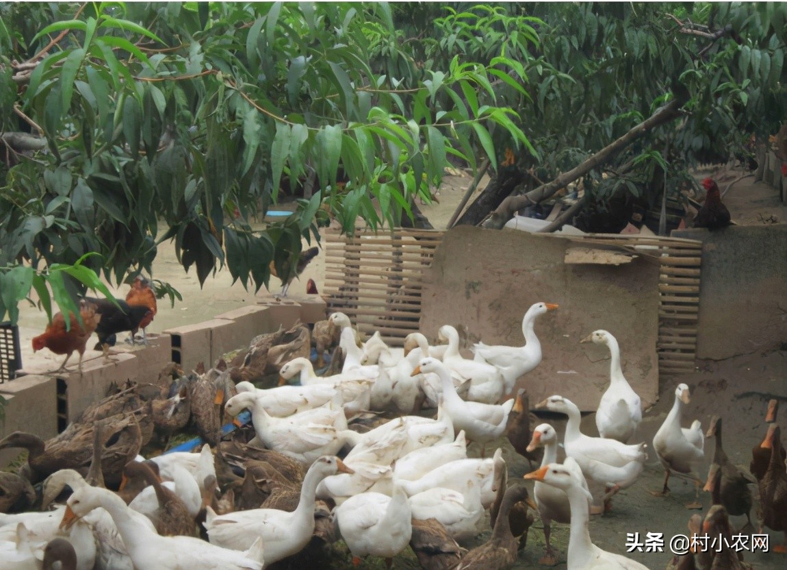 大学生回乡创业养殖土地政策,回乡养殖什么最赚钱