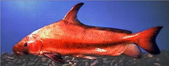 长江白鲟世界最大淡水鱼,中华鲟娃娃鱼