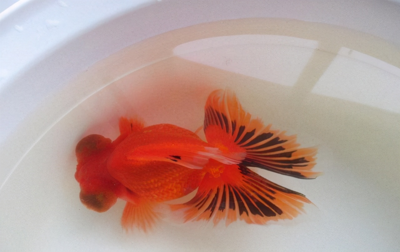 宠物鱼饲养时注意事项,养好宠物鱼注意事项