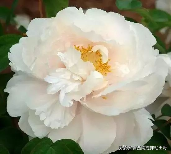 牡丹十大品种九大花系,牡丹进口品种图片及名称