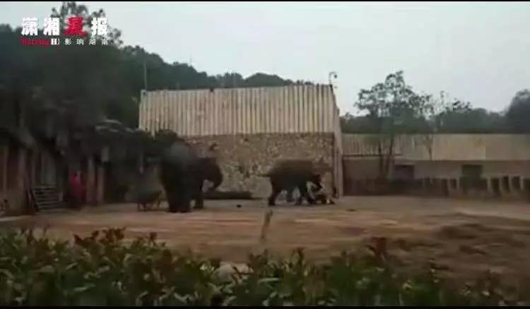 大象踩死狗事件,长沙动物园大象踩死驯兽员后续