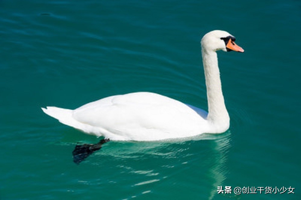 养殖大鹅加盟,鹅是孵化养殖还是买小鹅养殖