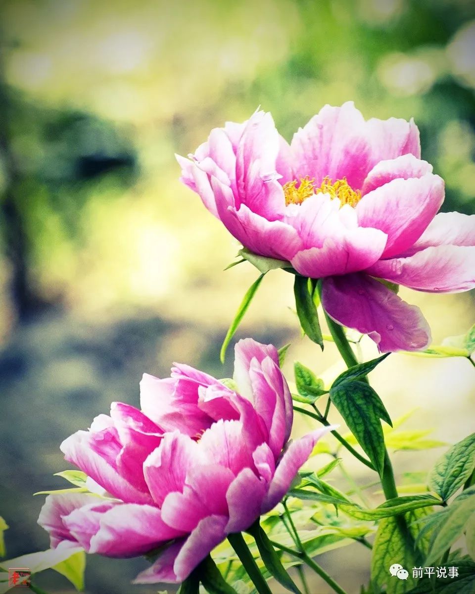 国花牡丹园灯光秀实拍,国花牡丹视频