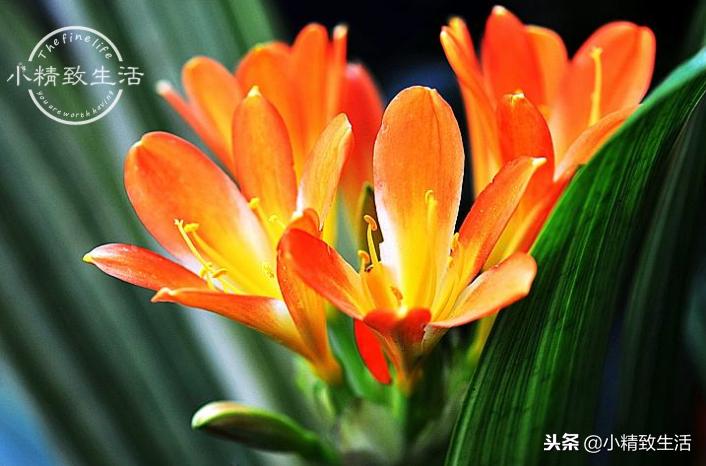 养君子兰需要什么条件才能开花,君子兰怎么养护才能让它开花