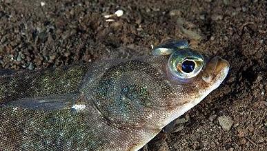 鱼钓法教学,鱼的钓法视频全过程