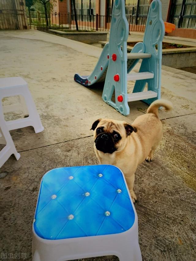 巴哥犬要怎么养才会健康呢,巴哥犬为什么不建议新手养