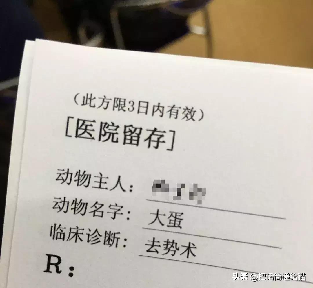 猫故事书籍,猫故事小说