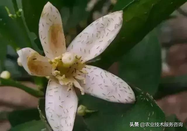 柑橘虫害高清图谱及防治方法,柑橘虫害物理消灭