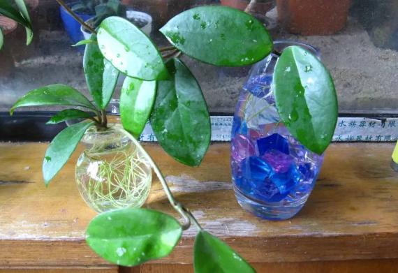 养花水多了烂根怎么办,水培养花水浑浊可以吗