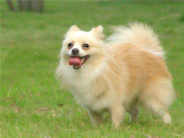 小北京犬宠物狗品种图片大全,常见宠物狗的品种大全及图片