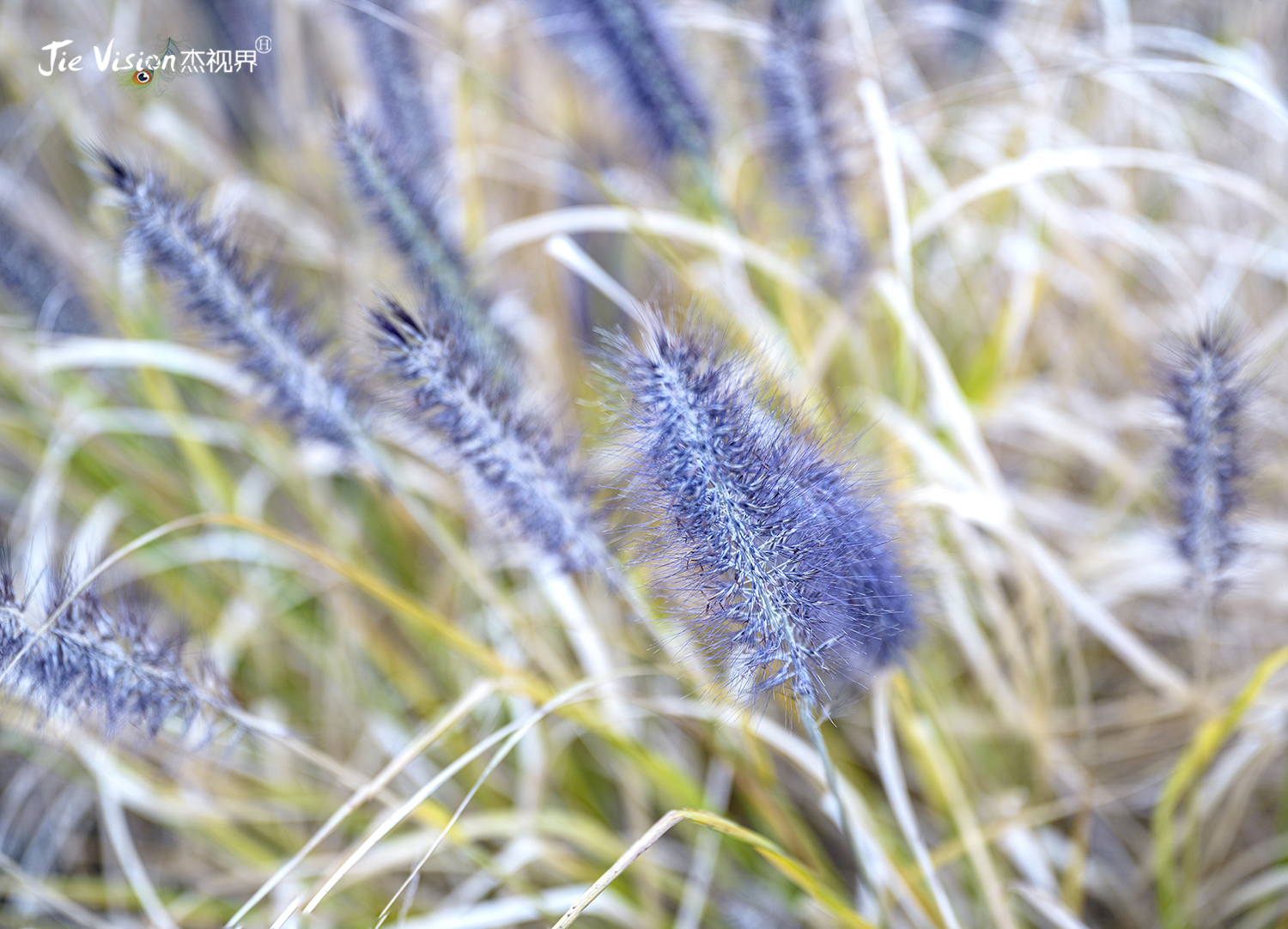 北京副中心国家级植物园,北京副中心园林公园