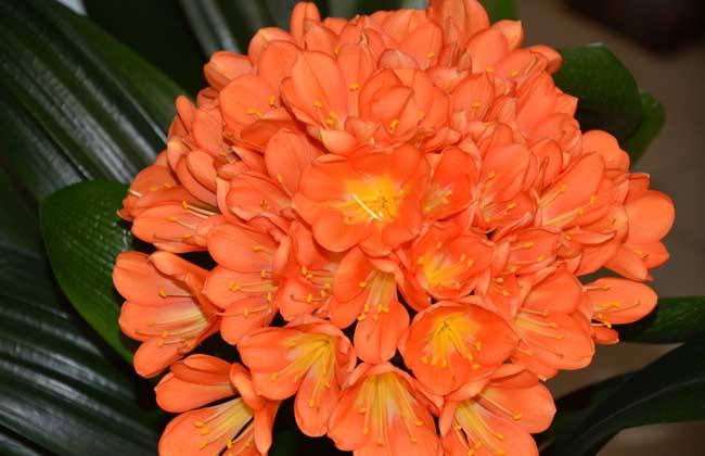 北方冬季地栽花卉,北方如何养护鲜切花