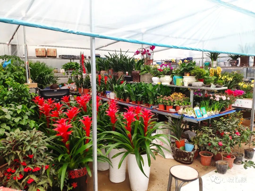 临颍花卉市场有玫瑰花么,临颍花卉市场几点开市