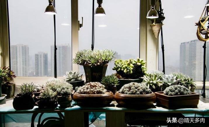 你看花如雪如霜白璧无瑕——多肉仙女杯大集合